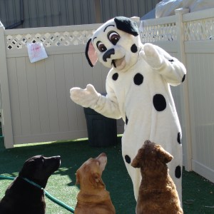 A person in a dog costume interacts with three attentive dogs in a fenced yard. The scene captures a playful atmosphere, relevant to pet-friendly events.
