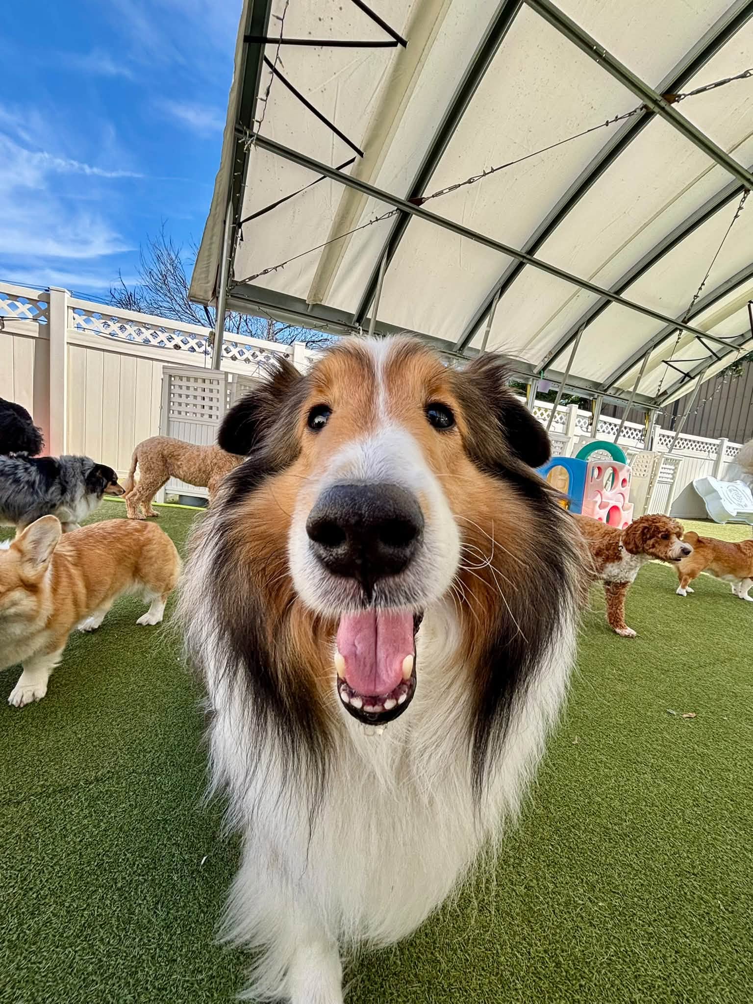 A happy collie smiles directly at the camera, surrounded by playful dogs in a grassy play area, under a shaded canopy.