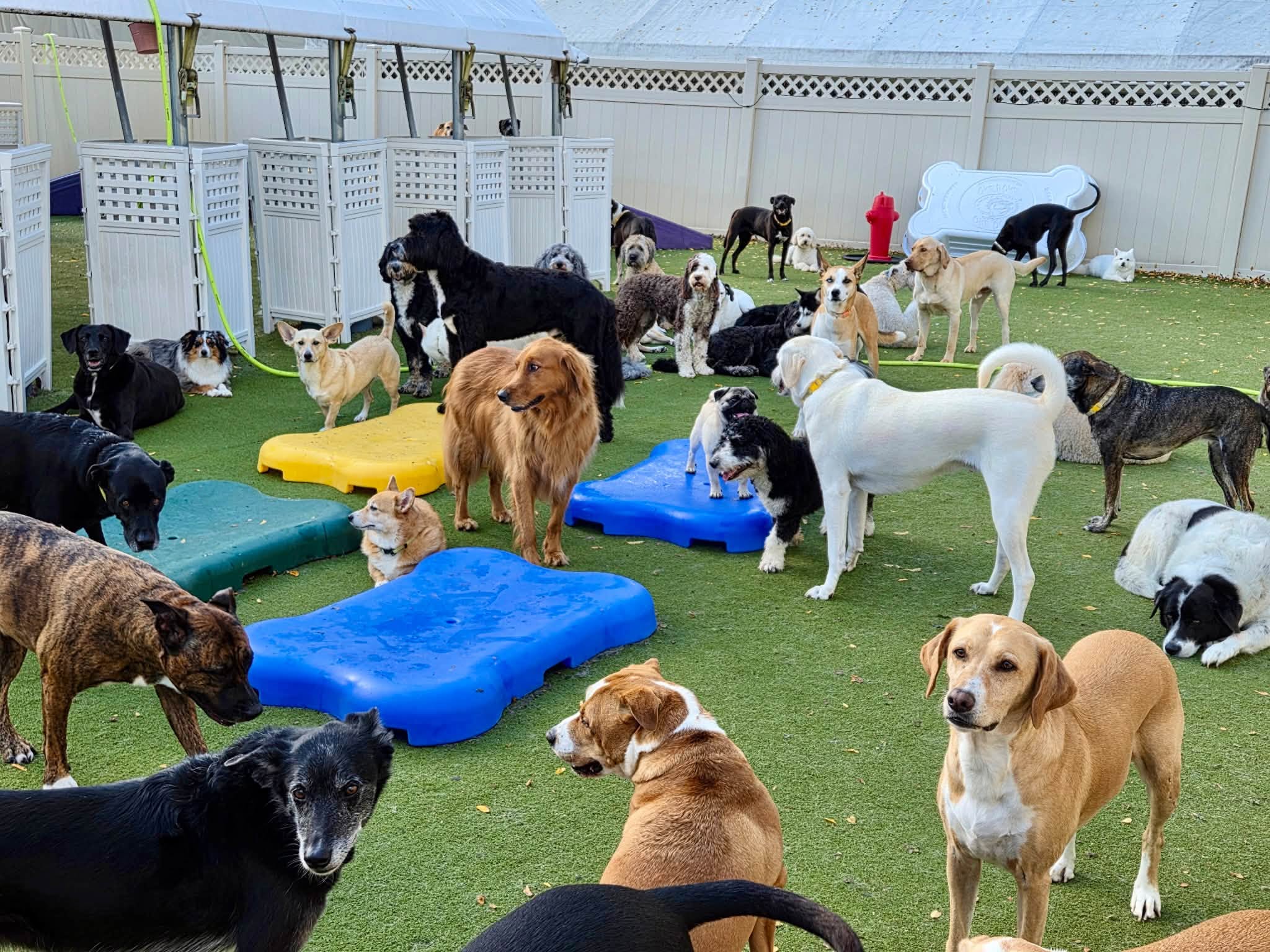 A lively dog daycare featuring various breeds playing and socializing on colorful mats in a fenced outdoor area.